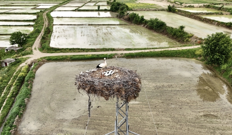 Sinop’ta leyleklerin güvenliği için örnek proje