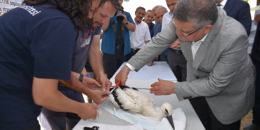Sinop'ta 82 leylek yavrusu sağlık kontrolünden geçirilerek halkalandı