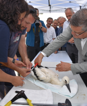 Sinop'ta 82 leylek yavrusu sağlık kontrolünden geçirilerek halkalandı