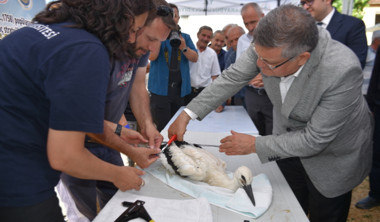 Sinop'ta 82 leylek yavrusu sağlık kontrolünden geçirilerek halkalandı