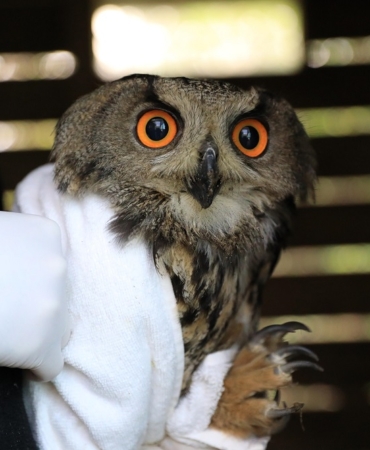Samsun'da yaralı bulunan puhu tedavisinin ardından doğaya bırakıldı