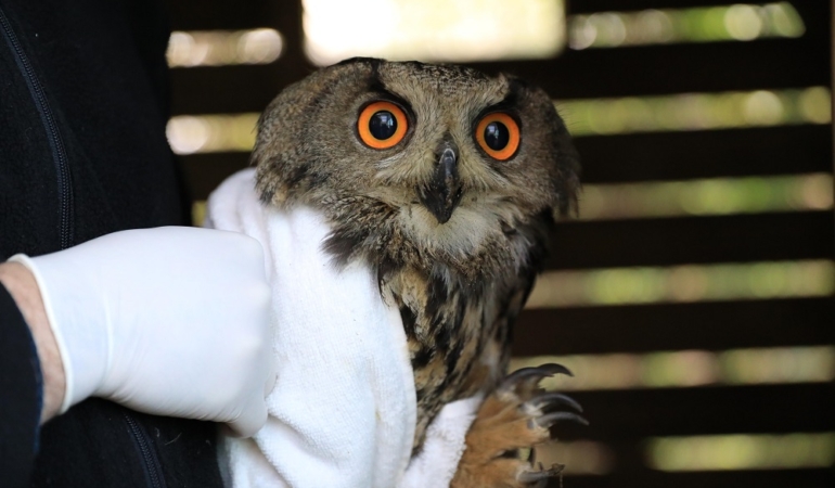 Yaralı bulunan puhu tedavi edildi