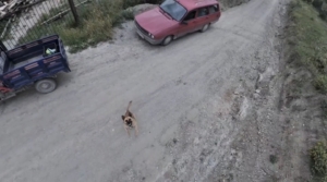 KÖPEĞİN DRONLA İMTİHANI UÇAN CİSMİ FARK EDİNCE PEŞİNE DÜŞTÜ