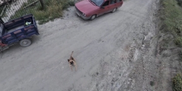 KÖPEĞİN DRONLA İMTİHANI UÇAN CİSMİ FARK EDİNCE PEŞİNE DÜŞTÜ