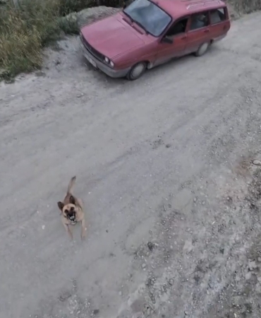KÖPEĞİN DRONLA İMTİHANI UÇAN CİSMİ FARK EDİNCE PEŞİNE DÜŞTÜ