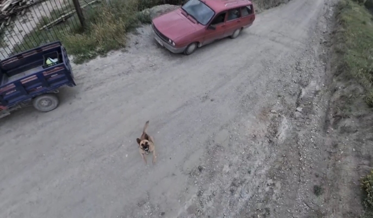 Sinop’ta köpeğin dronla imtihanı gülümsetti