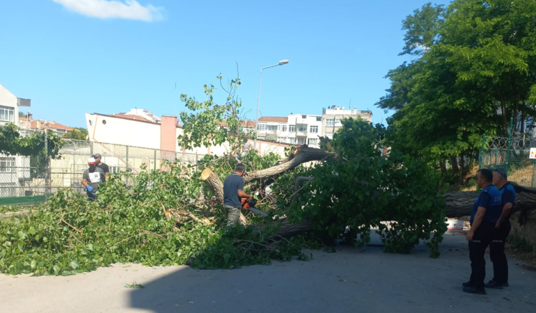 Sinop Belediyesi kesilen ağaç hakkında açıklama yaptı