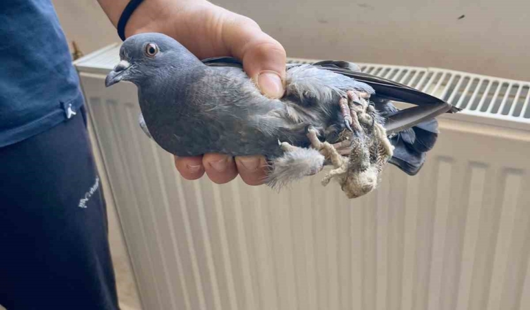 Ayağı iple bağlı güvercine öğrencilerden yardım eli