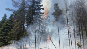 boluda-cikan-orman-yanginina-mudahale-ediliyor