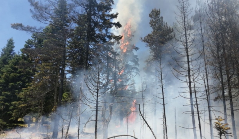 boluda-cikan-orman-yanginina-mudahale-ediliyor