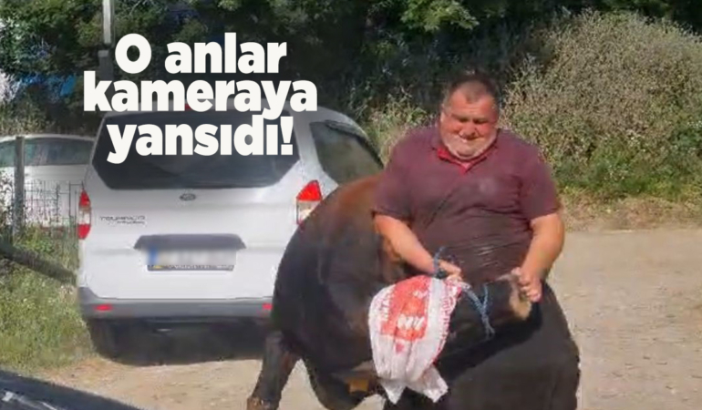 Sinop’ta kaçan kurbanlık köylüyü peşine taktı