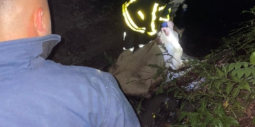 dereye-dusen-inek-icin-seferber-oldular