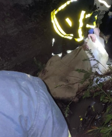 dereye-dusen-inek-icin-seferber-oldular