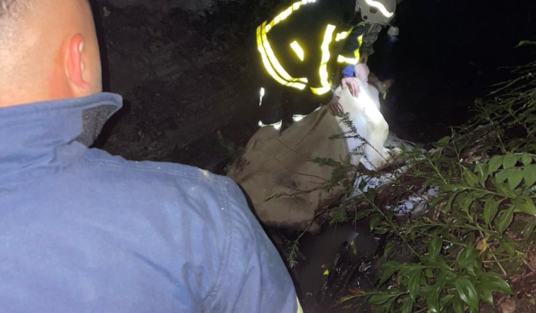 Dereye düşen inek için seferber oldular