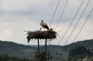 dogadaki-plastik-atiklar-yavru-leylekleri-tehdit-ediyor
