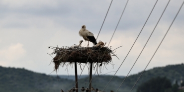 dogadaki-plastik-atiklar-yavru-leylekleri-tehdit-ediyor