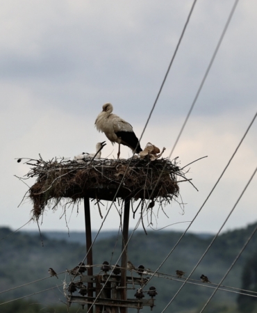 dogadaki-plastik-atiklar-yavru-leylekleri-tehdit-ediyor