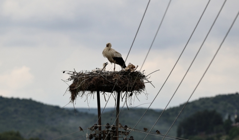 Doğadaki plastik atıklar yavru leylekleri tehdit ediyor