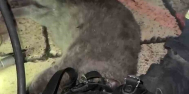 DUMANDAN ETKİLENEN KEDİYİ OKSİJEN MASKESİYLE KURTARDILAR