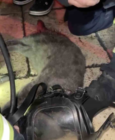 DUMANDAN ETKİLENEN KEDİYİ OKSİJEN MASKESİYLE KURTARDILAR