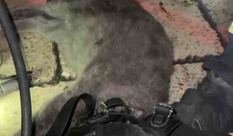 Dumandan etkilenen kediye oksijen maskesi