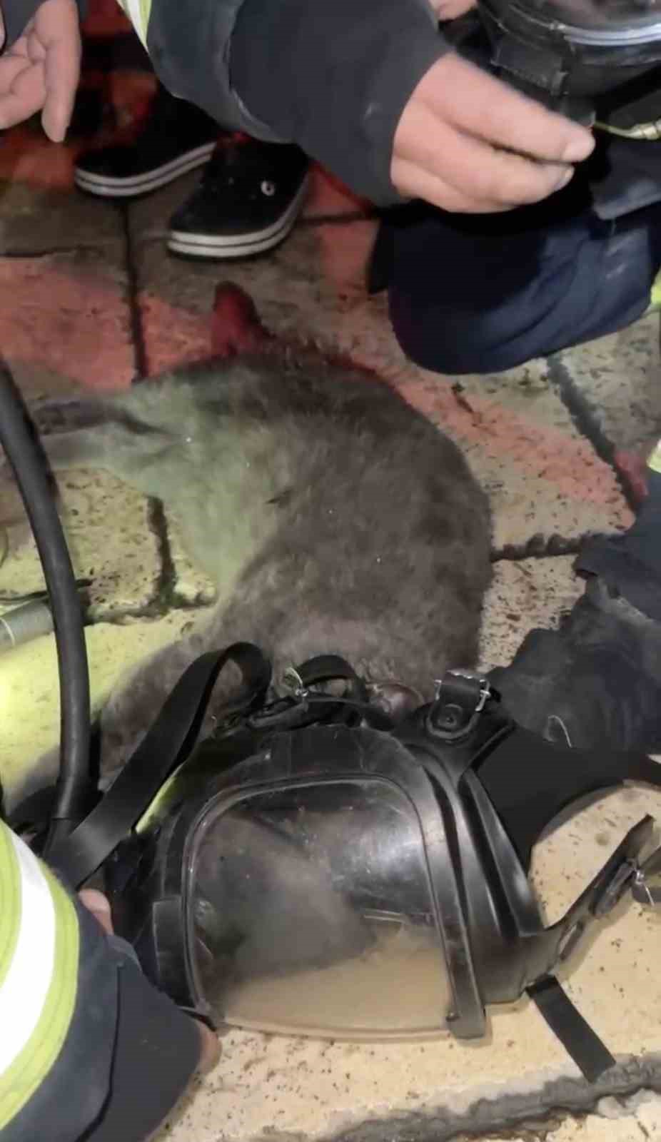 DUMANDAN ETKİLENEN KEDİYİ OKSİJEN MASKESİYLE KURTARDILAR
