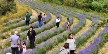 emekli-ogretmenin-kurdugu-lavanta-bahcesi-ilgi-goruyor