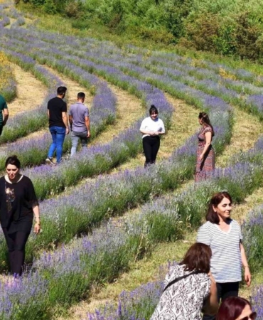 emekli-ogretmenin-kurdugu-lavanta-bahcesi-ilgi-goruyor