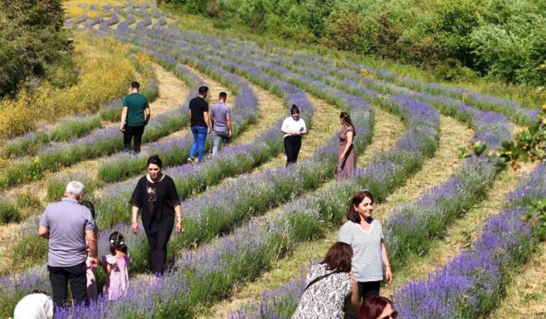 Emekli öğretmenin kurduğu lavanta bahçesi ilgi görüyor