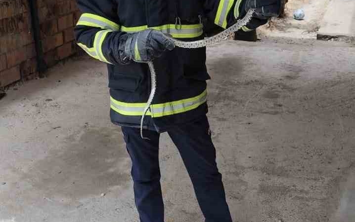 Eve giren yılan itfaiyeyi peşine taktı