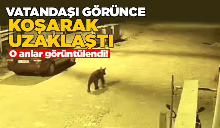 Sinop’ta ayı, ilçe merkezine indi