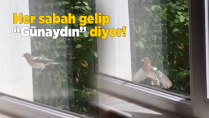 gunaydinkus