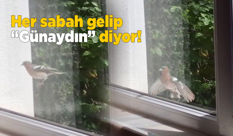 Sevimli kuş her sabah dostunu ziyaret ediyor