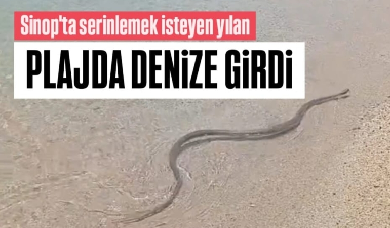Sinop’ta sıcaktan bunalan yılan denizde görüntülendi