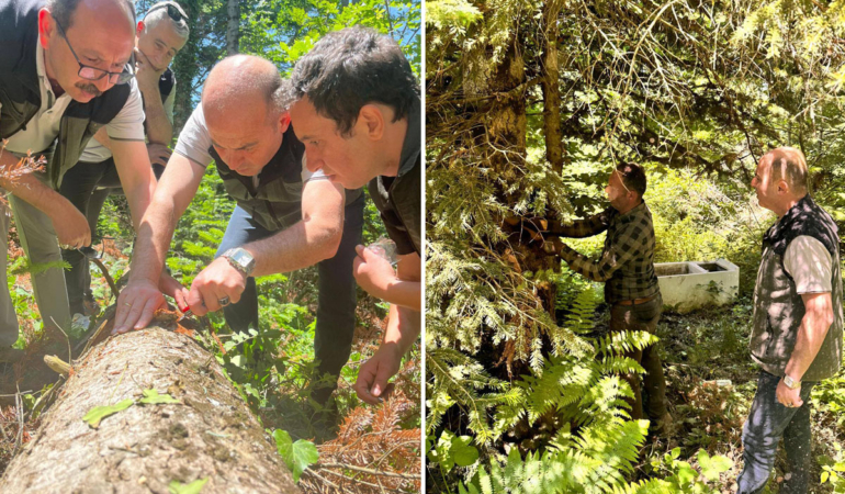 Sinop’ta göknar ağaçlarını kabuk böceği sardı