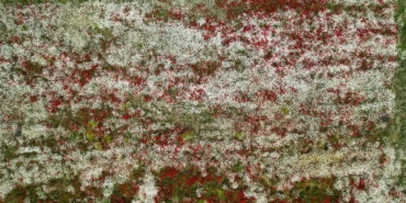 kastamonuda-arazilerle-renkli-ciceklerle-suslendi