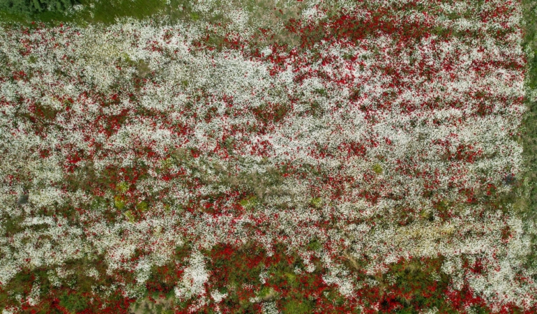 kastamonuda-arazilerle-renkli-ciceklerle-suslendi