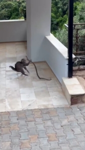 ALANYA'DA YILANA KAFA TUTAN KEDİ KEDİ İLE YILANIN APARTMAN GİRİŞİNDEKİ İLGİNÇ MÜCADELESİ