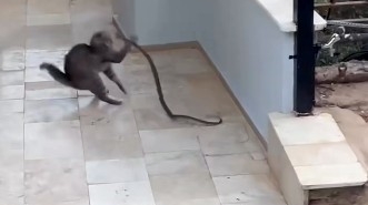 ALANYA'DA YILANA KAFA TUTAN KEDİ KEDİ İLE YILANIN APARTMAN GİRİŞİNDEKİ İLGİNÇ MÜCADELESİ