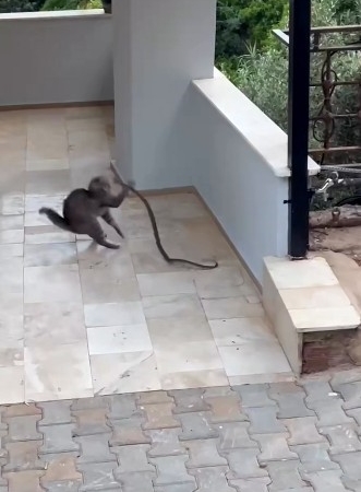 ALANYA'DA YILANA KAFA TUTAN KEDİ KEDİ İLE YILANIN APARTMAN GİRİŞİNDEKİ İLGİNÇ MÜCADELESİ