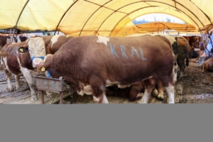 kurban-satislarindan-alici-ve-saticilar-memnun