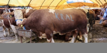 kurban-satislarindan-alici-ve-saticilar-memnun