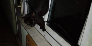 Zonguldak'ta pencereye sıkışan kedi itfaiye ekiplerince kurtarıldı