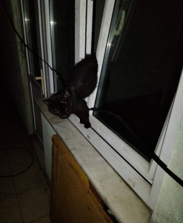 Zonguldak'ta pencereye sıkışan kedi itfaiye ekiplerince kurtarıldı