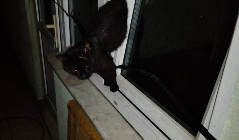 Pencereye sıkışan kediyi itfaiye kurtardı