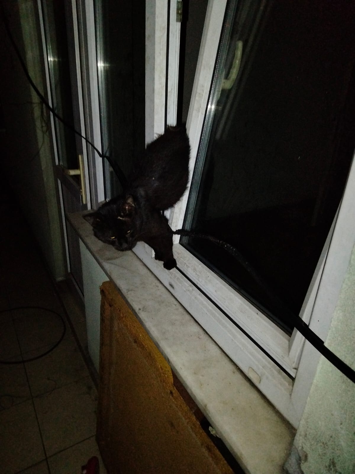 Zonguldak'ta pencereye sıkışan kedi itfaiye ekiplerince kurtarıldı