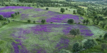 sebinkarahisarda-cayirlar-mor-ciceklerle-bezendi