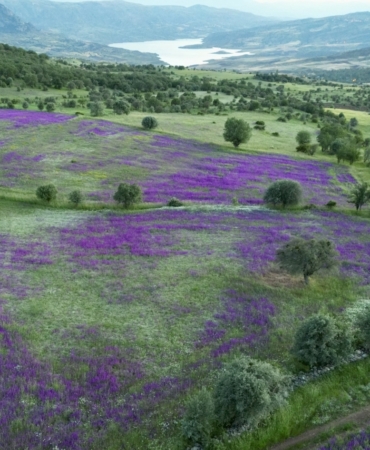 sebinkarahisarda-cayirlar-mor-ciceklerle-bezendi