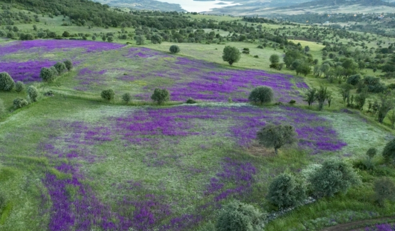 Şebinkarahisar’da çayırlar mor çiçeklerle bezendi