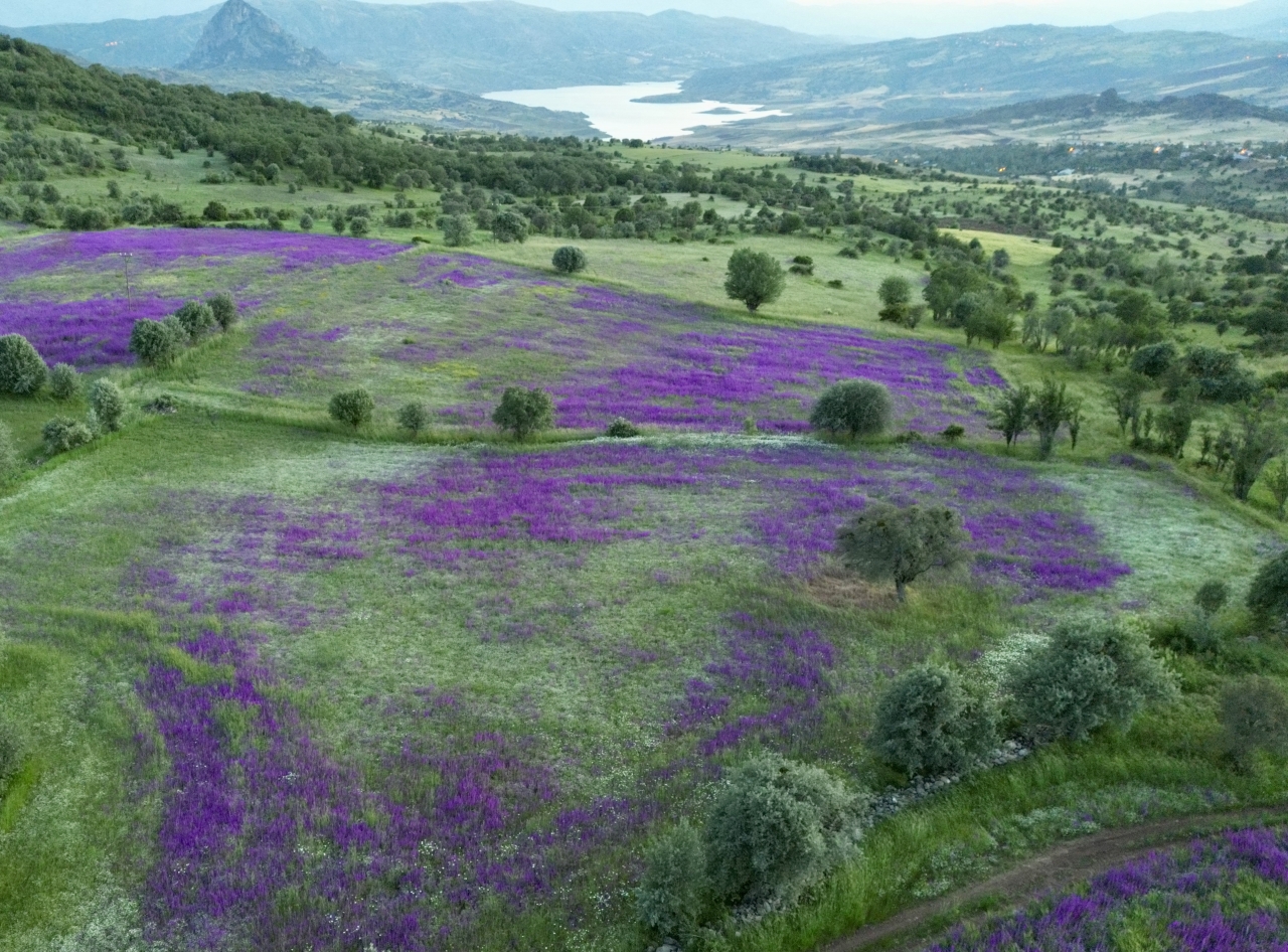sebinkarahisarda-cayirlar-mor-ciceklerle-bezendi
